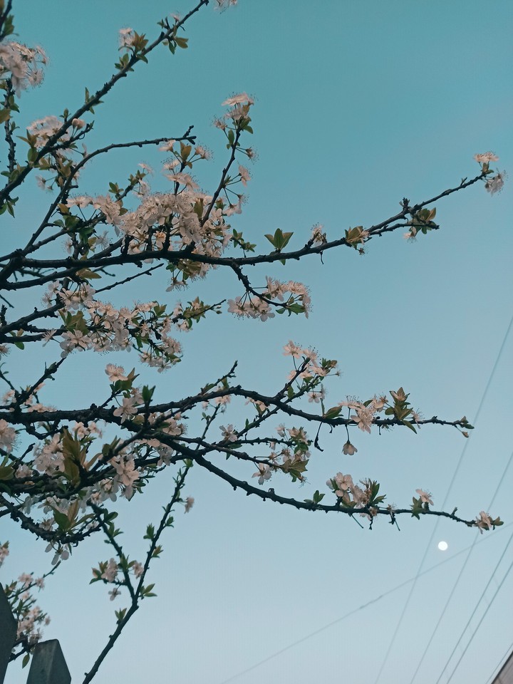 primavera ?