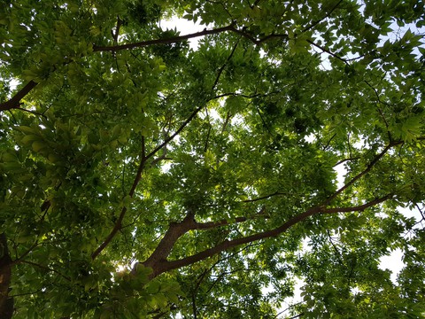 leaves & sky