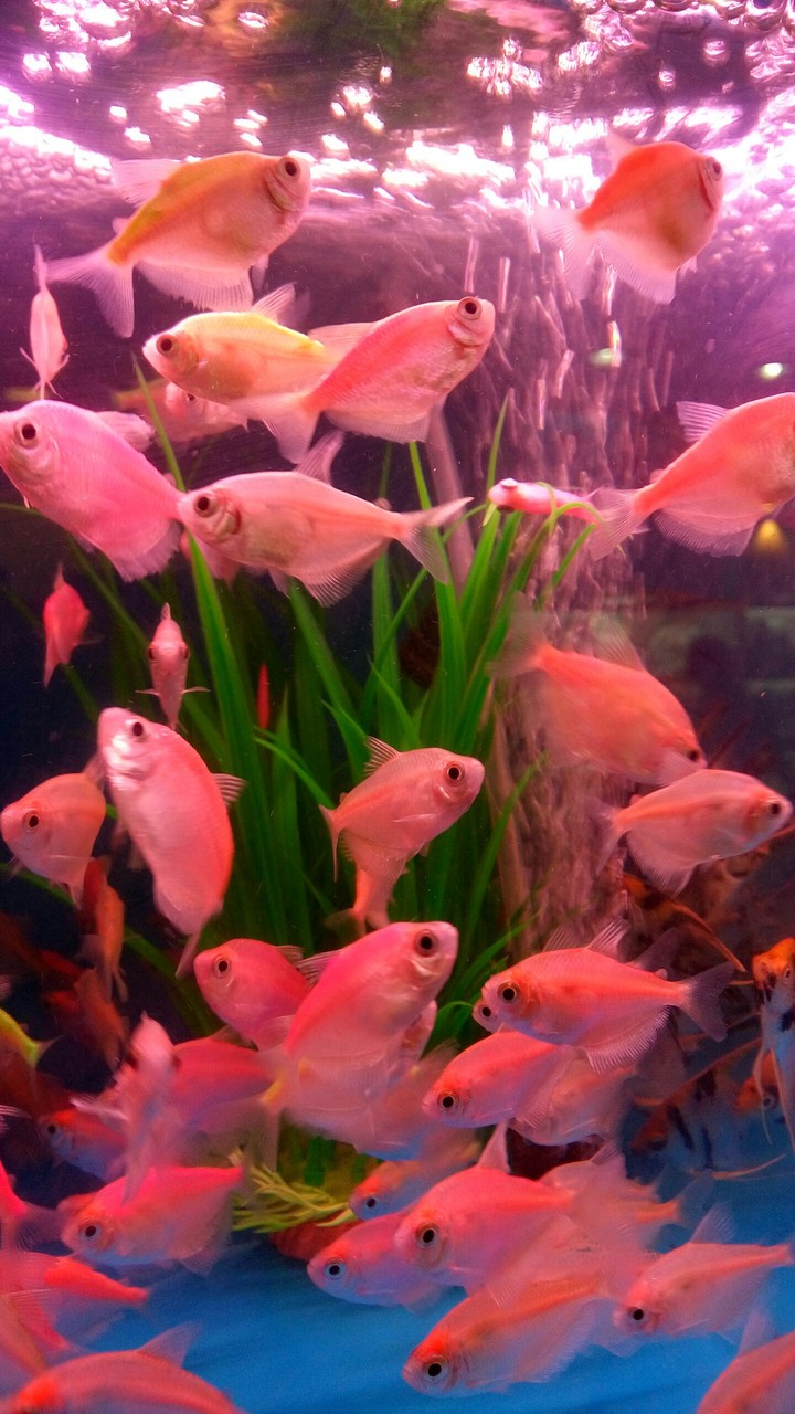 Red light fishes