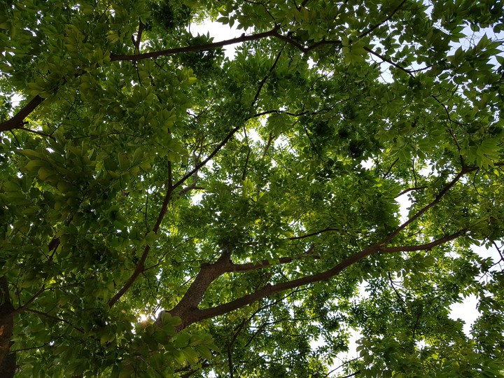 leaves & sky