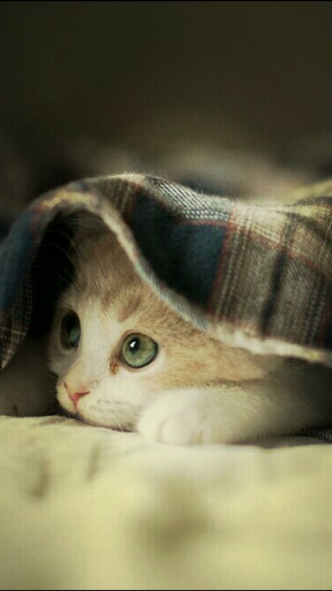 kitten