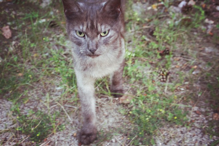 Cat