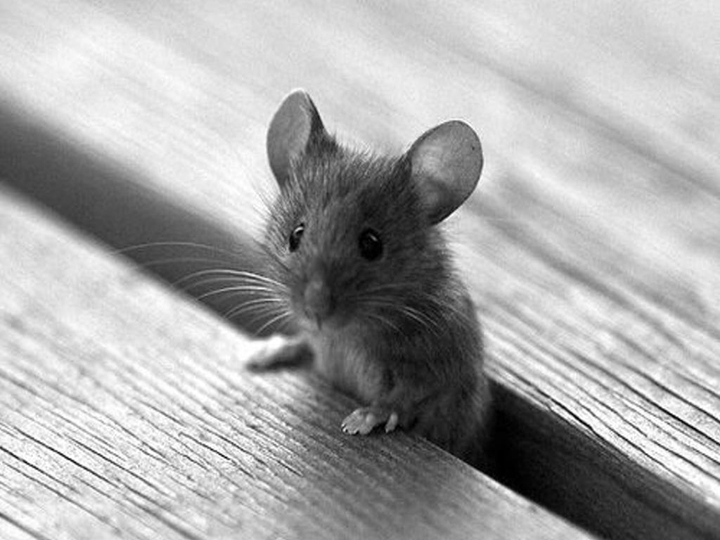 Cute mouse