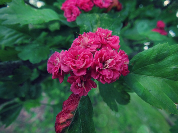 rose