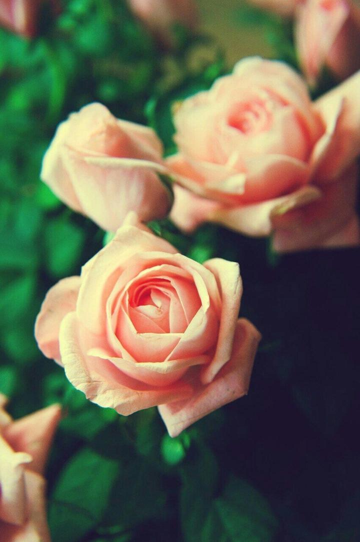 rose