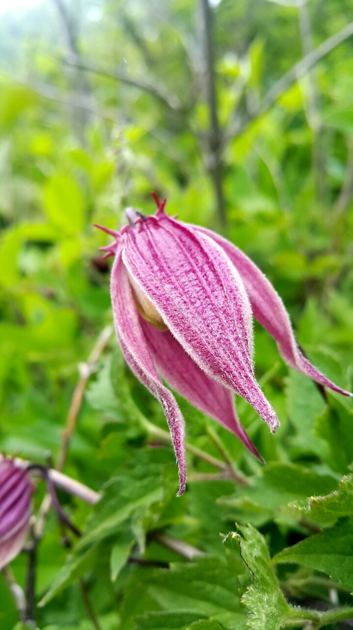 세잎종덩굴