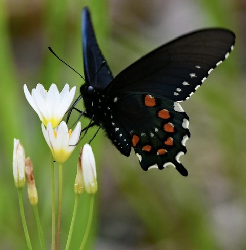 pollinator, flower壁紙