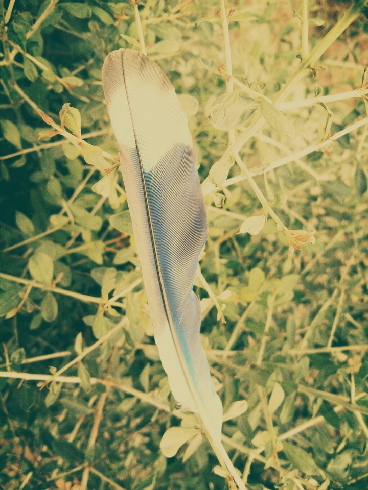 feather on plant