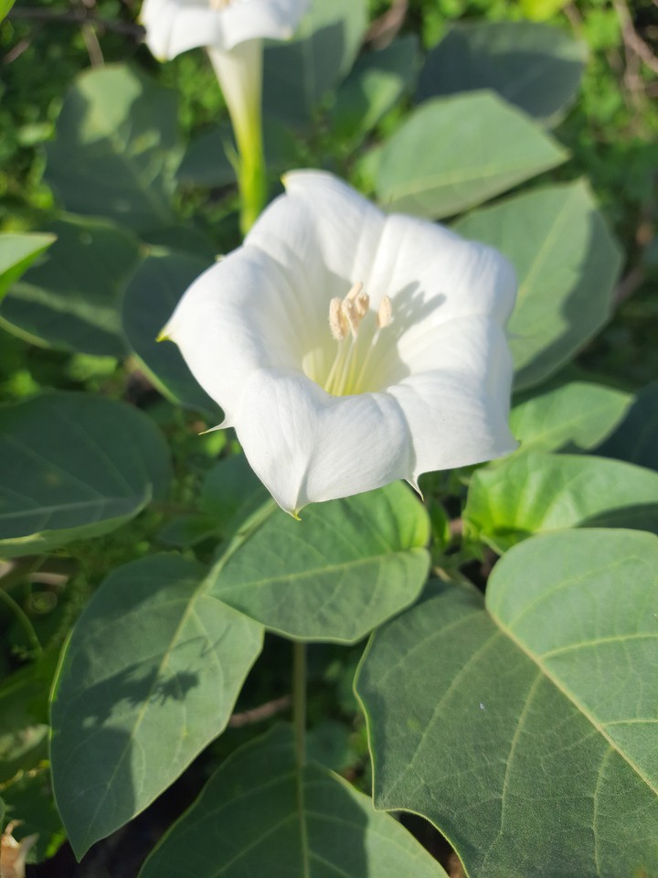Indian desi drugs herbs call dhatura