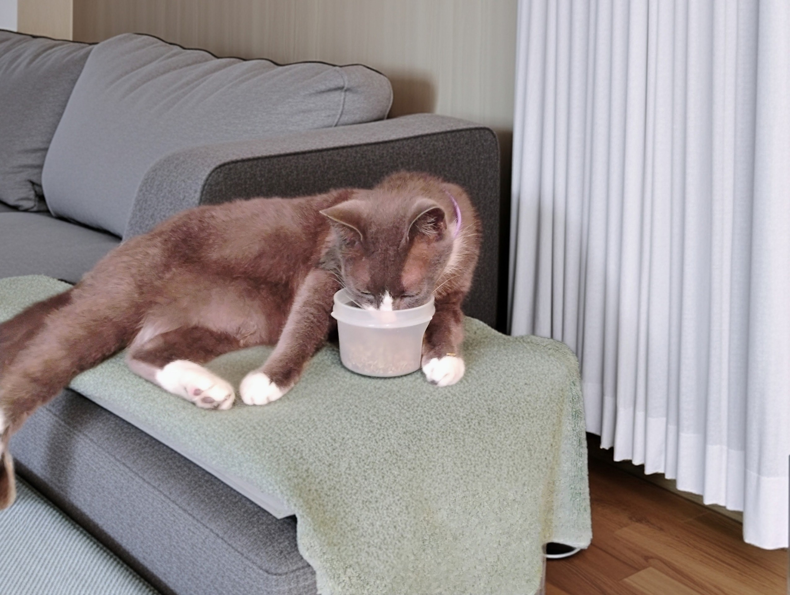 Cat nip