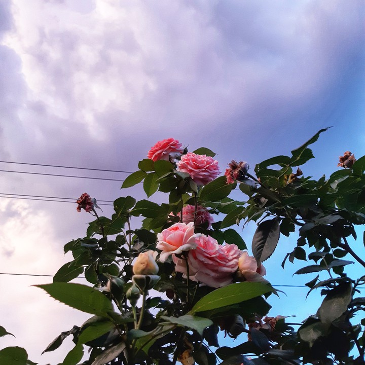 flower  sky rose