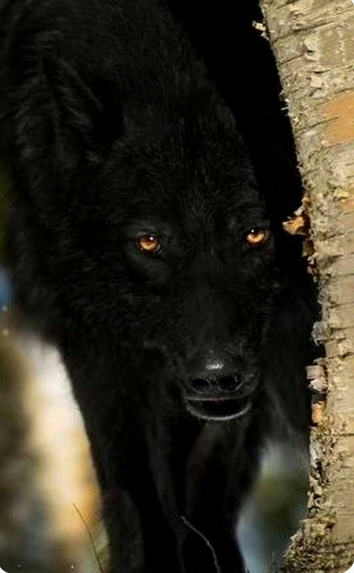 Black Wolf in Stealth Mode