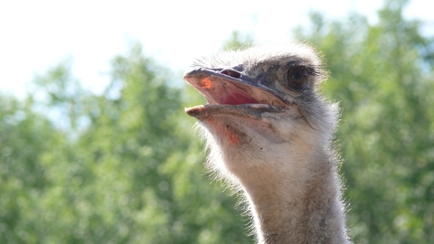hình nền emu, beak