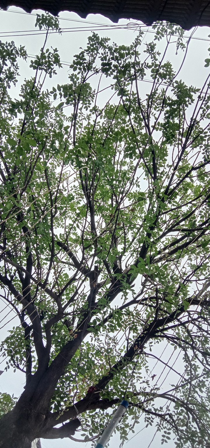 tree