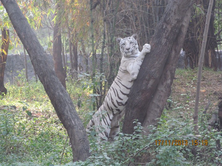 White Tiger