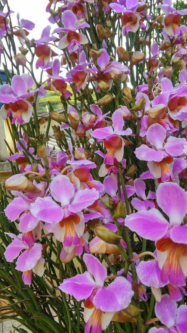 Flores da primavera 01