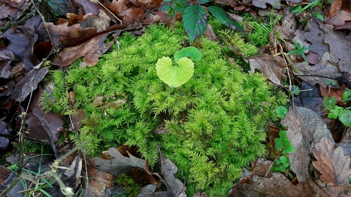 heart leaf