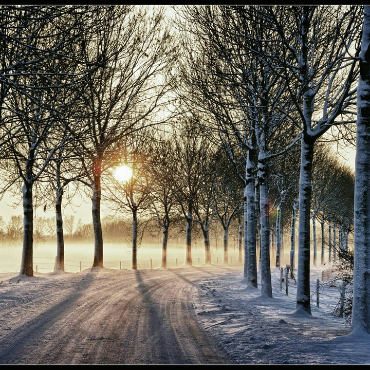 ЛЕС