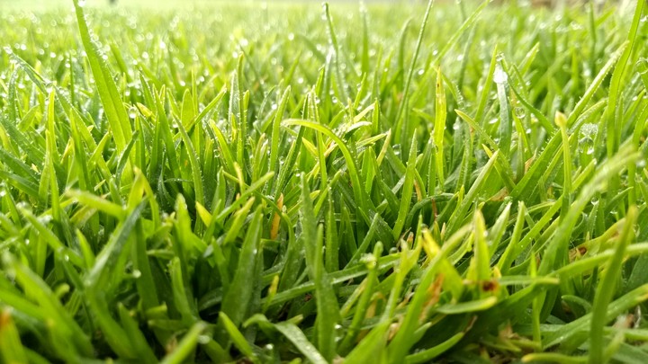 grass