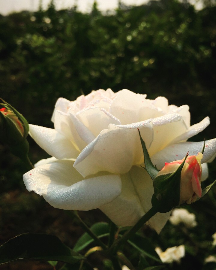 purity