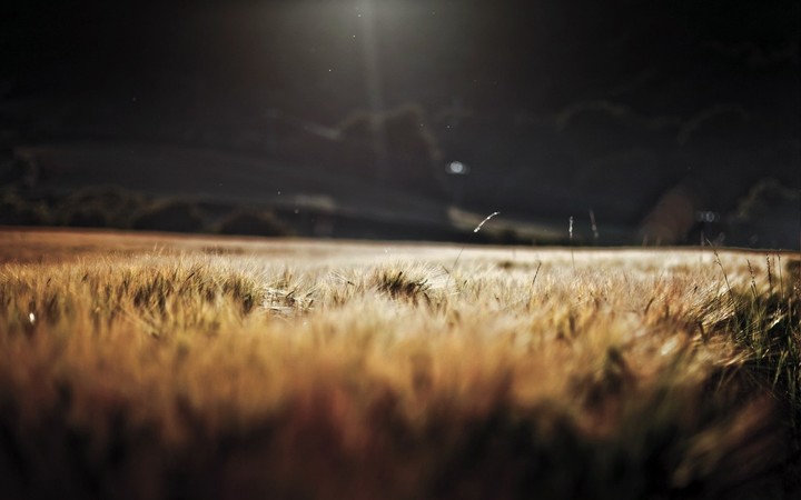 Field on Moonshine