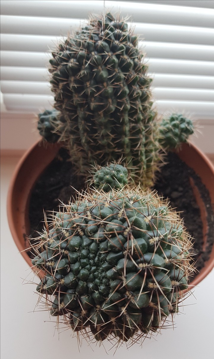 Cactus