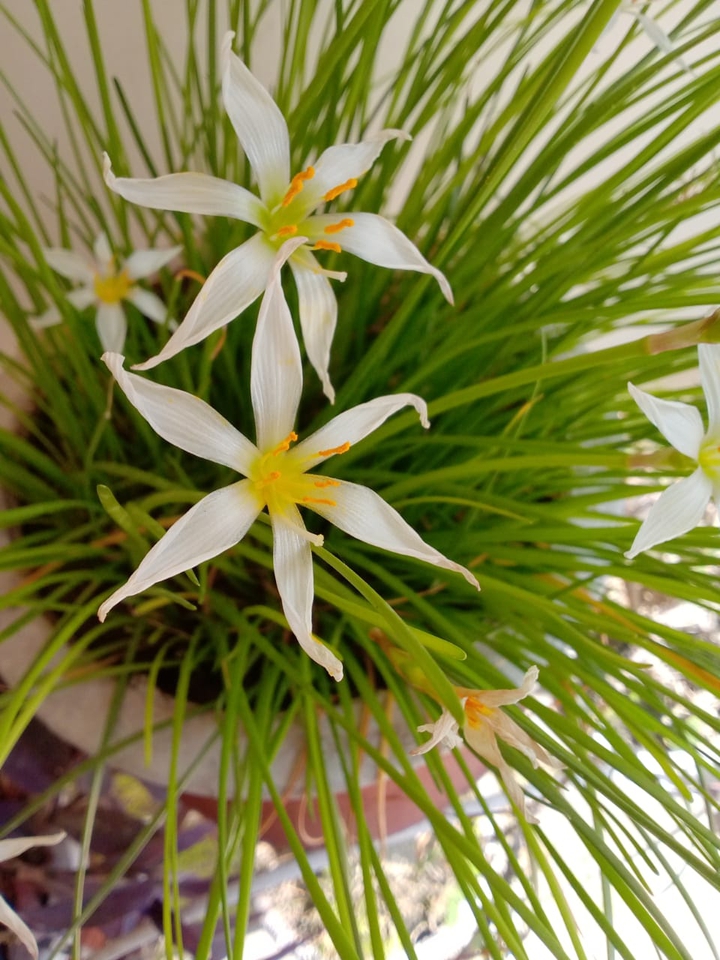 Flowers