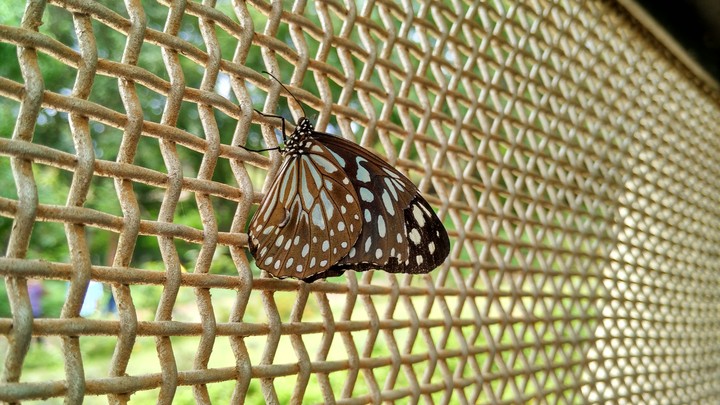 butterfly