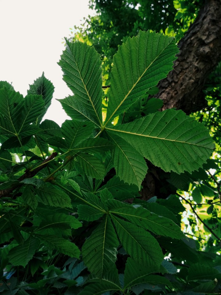#flora