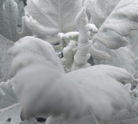 snow leaf