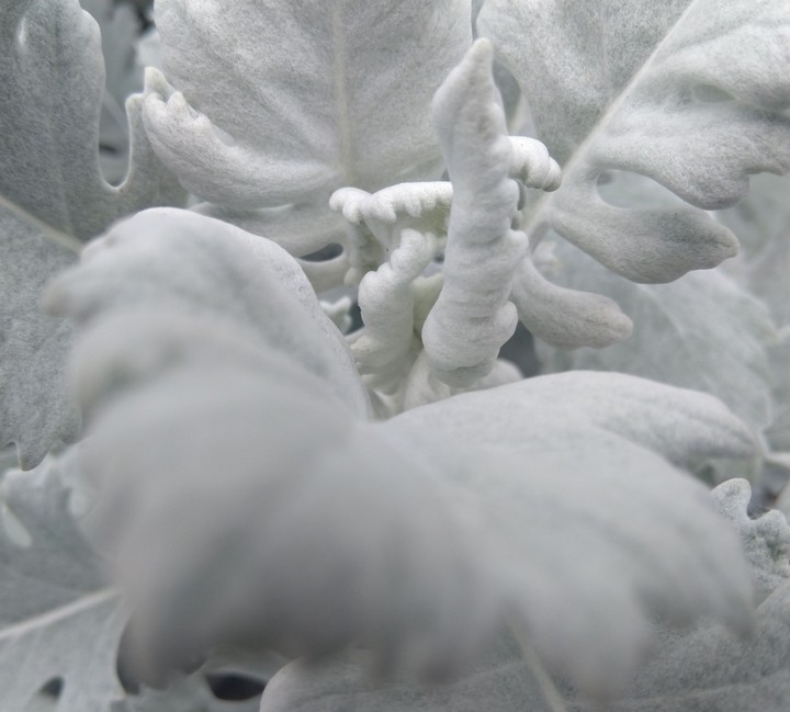 snow leaf