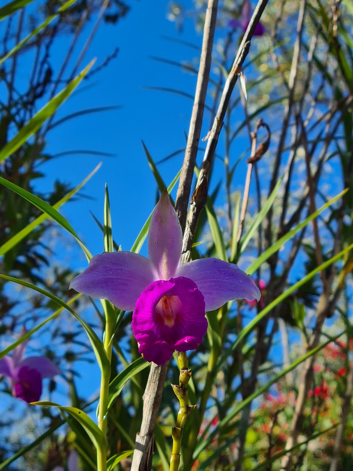 orquídeas