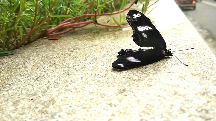 Butterfly