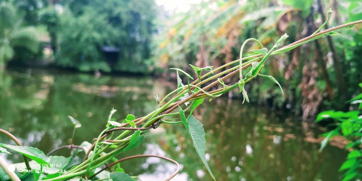 green,?