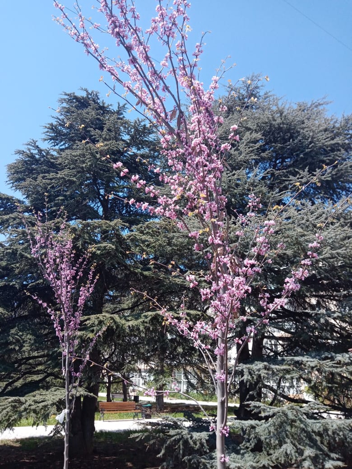 Spring, everything blooms???