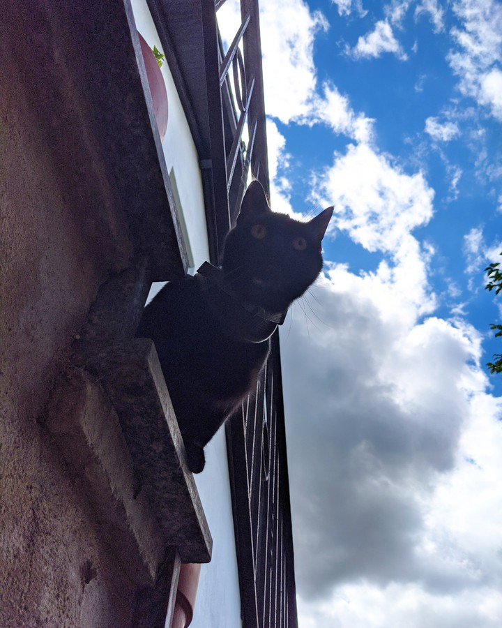 Katze auf Erkundungstour