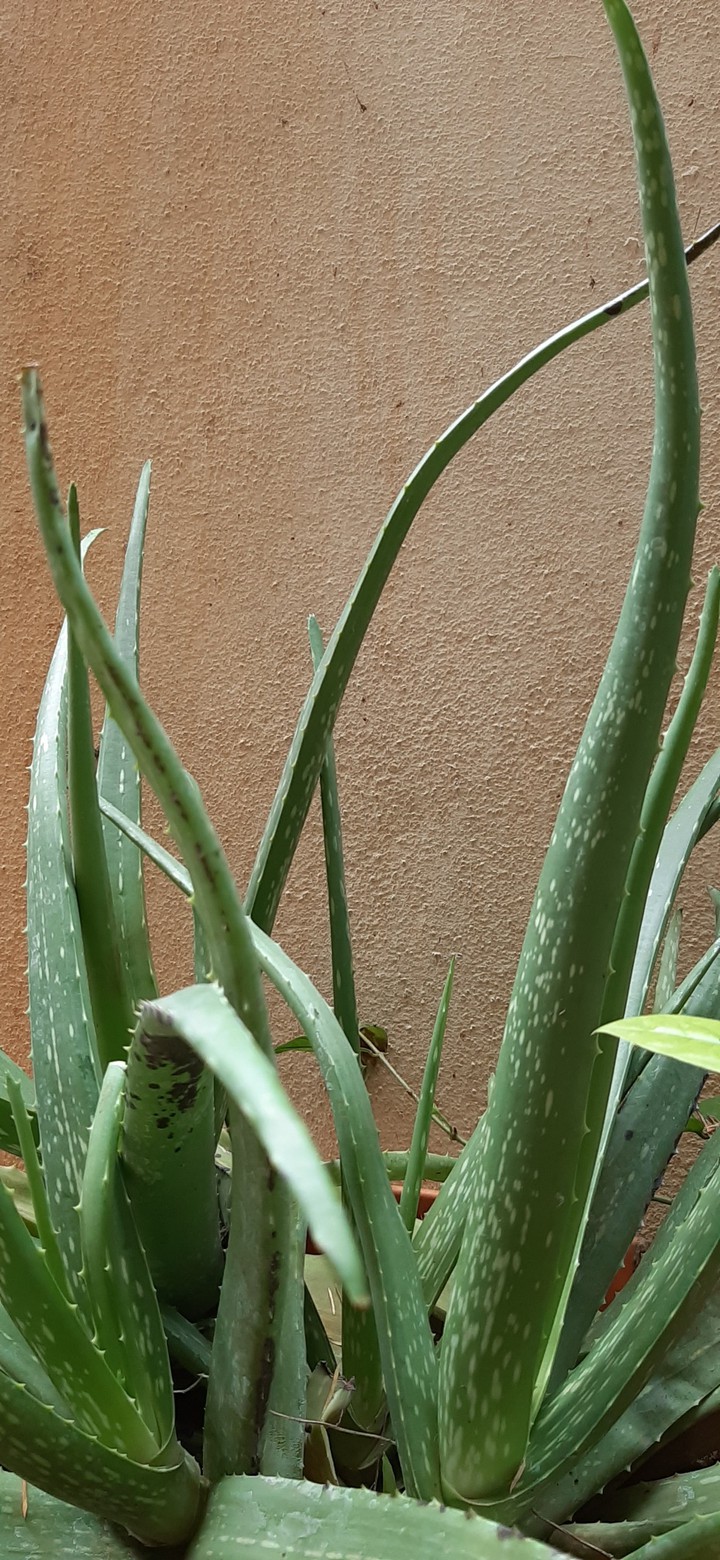 plants