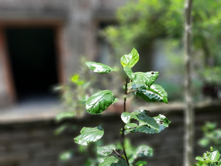 Aneesh Mondal photo