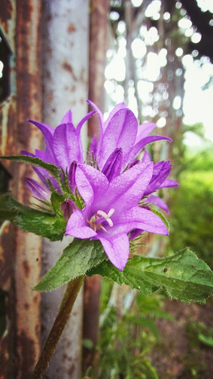 Flower