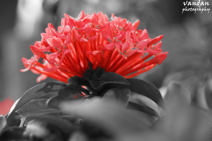 Nature colour....
