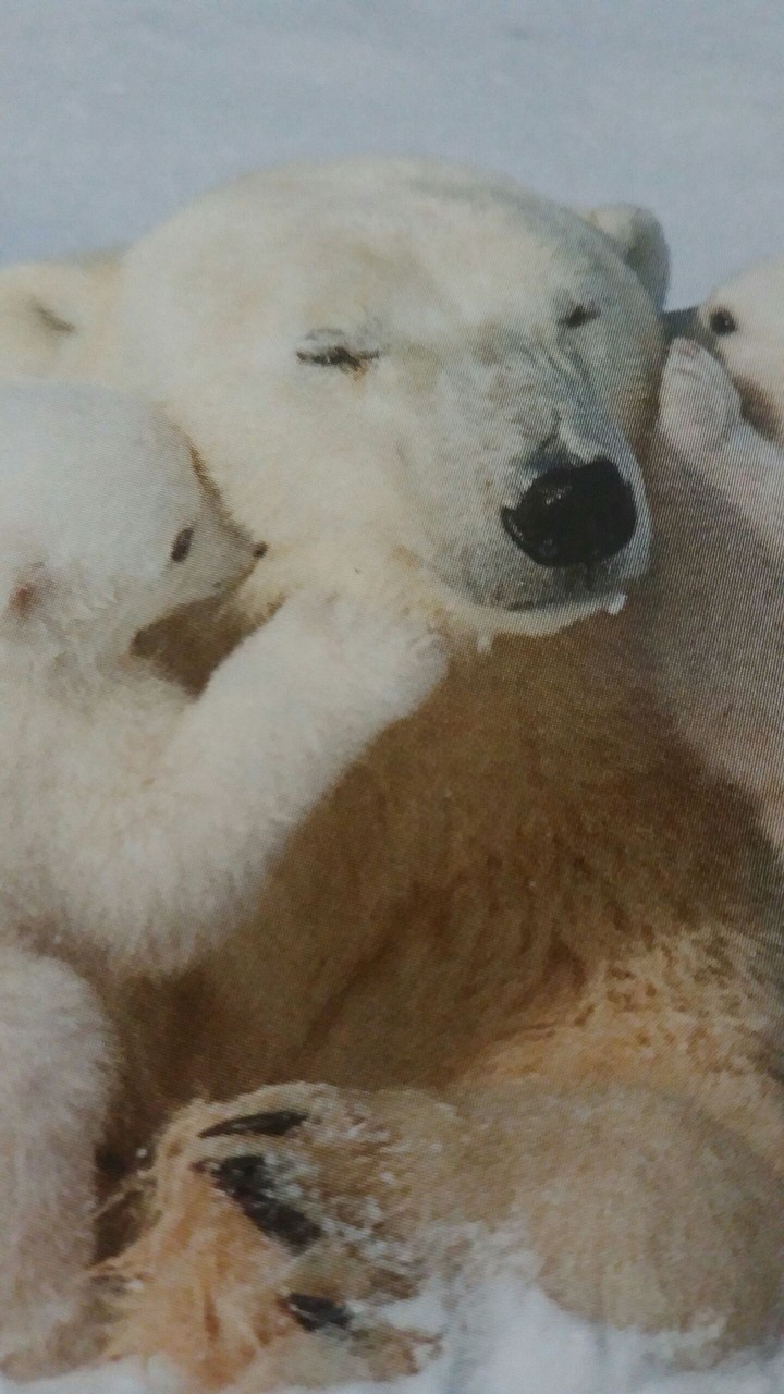 bisous bisous