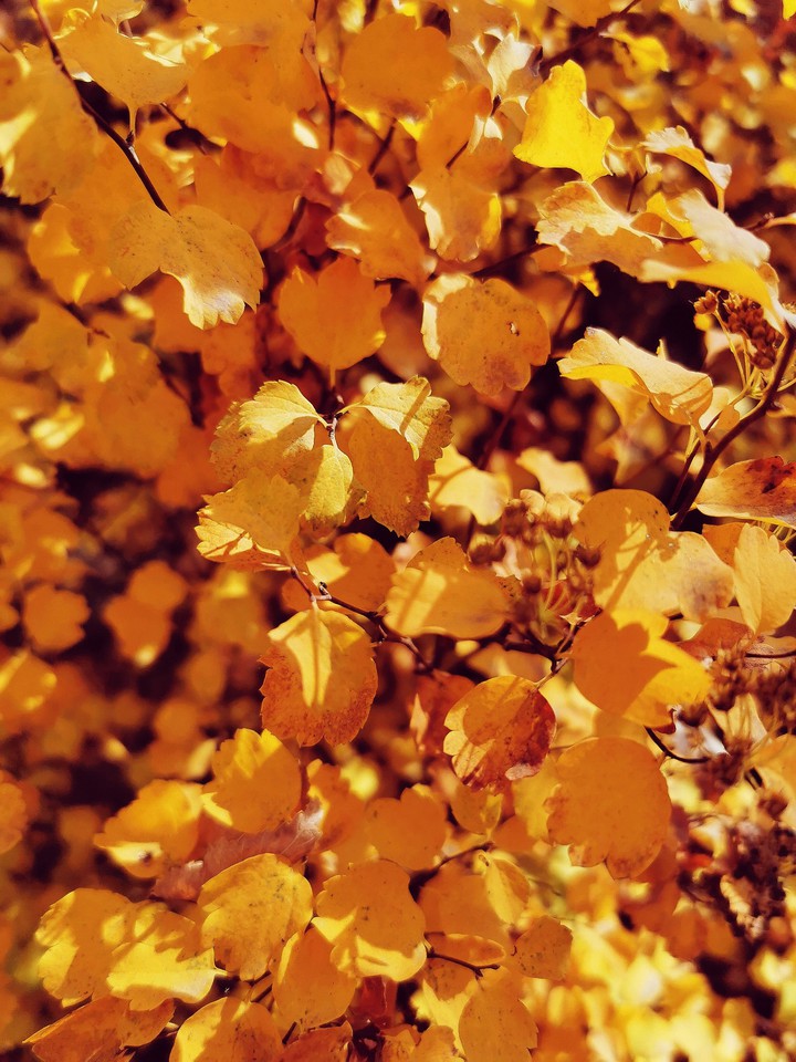 yellow leaves