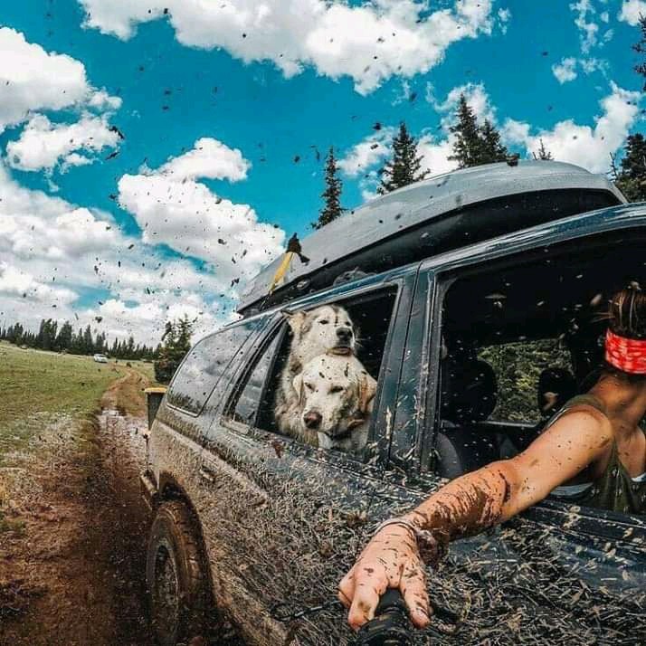 TRAVELLING WITH PUPPIES ❤✌️??