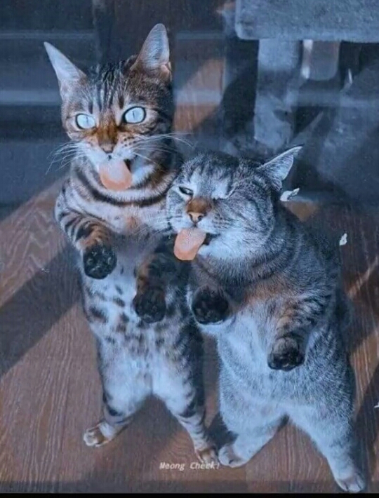 funny cat 1