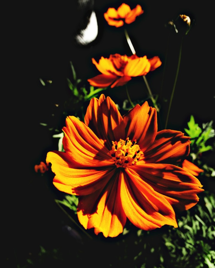 Orange Flowers Dark