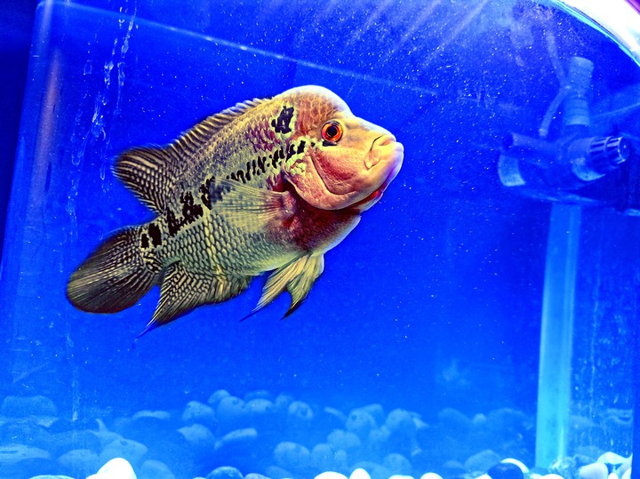 Flowerhorn