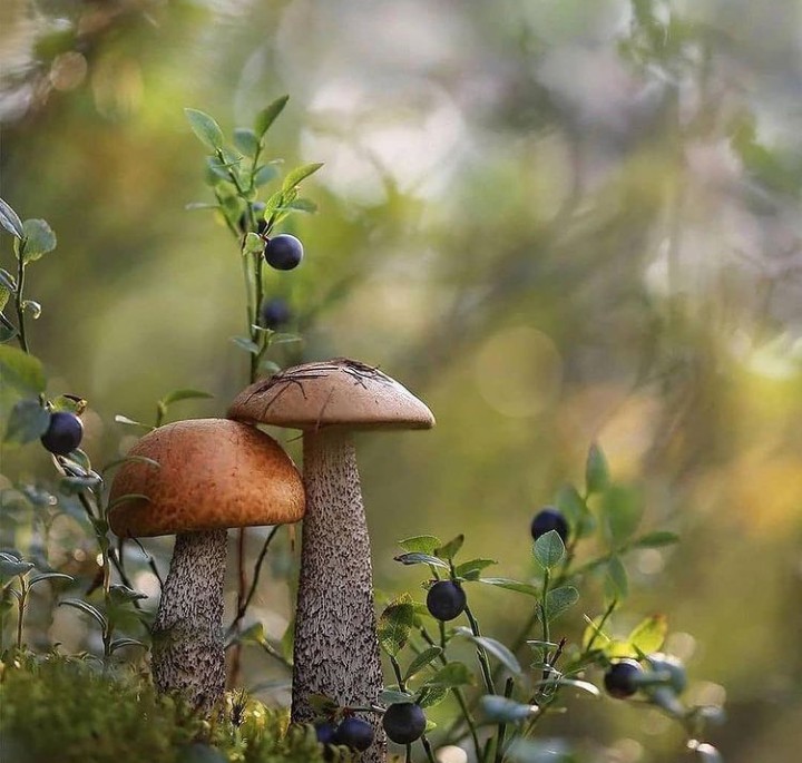 wild mushroom