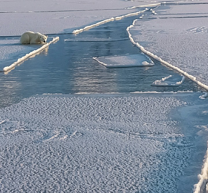 Maybe A Seal will Swim By