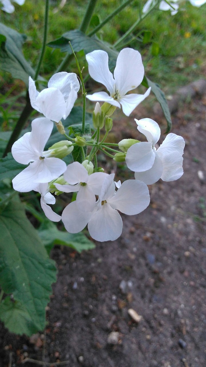 flower