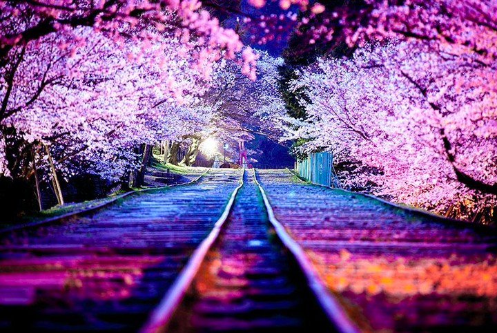 Blossom in the night